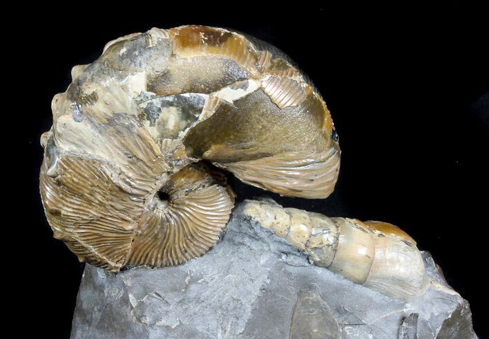 Hoploscaphites Brevis Ammonite With Gastropods #77847